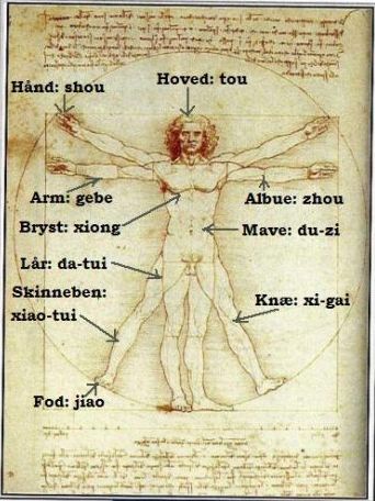 Leonardo De Vinci's berømte tegning