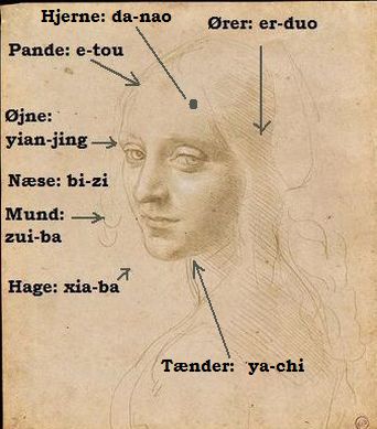 Portræt af en pige - Leonardo 1485